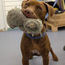 Darnell/Staffordshire Bull Terrier / Rhodesian Ridgeback/Male/8 Months,Hi, I'm Darnell! Let me tell you, I'm the cutest puppy around these parts! I have a lovely squishy wrinkly face that you will just fall in love with, the handlers at the shelter think I'm an absolute delight! I'm full of puppy love ready to take on the world and find a loving family I can call my very own. Ideally, I'd love a big secure yard to play with my toys in, cozy warm sleeping spots, lots of delicious food to keep me growing big and strong, and lots of attention and silly games to keep me busy! If you are ready for a whirlwind of cuteness, come and see me, I bet you will fall in love within seconds! I didn't have the best start to life and I find life quite overwhelming, so I'm on some special medication that helps with that. You will need to have a conversation with my vets before being able to adopt me. If you'd like to meet me, please call the Coffs Harbour shelter today! You will need to bring down all members of the household as well as any dogs when you come to meet me. XX Darnell