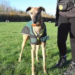 Adopt a dog:Rocky/Lurcher Cross/Male/5 - 7 years,Rocky is super people orientated and would adore being around people for most of the time in his forever home. Once settled, he could be left for a couple of hours- but this will need to be built up to slowly. Rocky has been positively muzzle trained and he wears it really confidently when out and about. Children in the home need to be over the age of 14. Although Rocky would like to be the only pet in the home, he could have walking buddies when out and about on his walks!