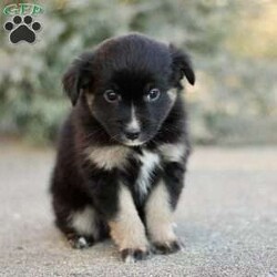 Decca/Miniature Australian Shepherd									Puppy/Female														/November 17th, 2024,Beautiful smart and energetic mini Aussie: Decca is a lovely black tricolor.  Well socialized well-loved and cared for.  Call us to see if you are a good match! We have carefully picked parents with excellent and gentle temperaments.  Call if you would also like to see our farm where we raise our mini Aussies.