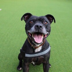 Adopt a dog:Tyson/Terrier (Staffordshire Bull)/Male/5 - 7 years,Tyson is a fun, excitable boy who loves attention and absolutely loves his toy time. He can have walking chums but will be best as an only dog in a home. If children are in the home they will need to be aged 12 and over due to his excitable behaviour around toys. Any time spent alone will need to be built up gradually and adopters will be asked to visit Tyson at the centre a few times before heading home.