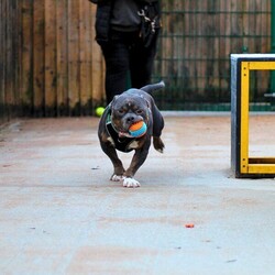 Adopt a dog:Blair/American Bully Pocket/Male/5 - 7 years,Blair is looking for his forever home where any children are 12+, who are comfortable and confident around dogs. He will need to be the only pet in the home but would benefit from owners who are willing to continue his socialisation with other dogs. As Blair has shown to struggle when being left, he will also need a home with minimal leaving hours and adopters who are committed to working on slowly building up his leaving hours following advice from our training team. He doesn't necessarily need his new home to have a garden however if they do it will need to be private and secure. Due to medical reasons he will also need a home that is either a ground floor flat or bungalow where he doesn't need to use stairs. He will also need adopters who are comfortable with a dog sleeping in the same bedroom.