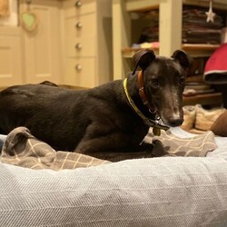 Adopt a dog:Arthur/Greyhound/Male/2 - 5 years,Meet Arthur, he's a sweet and sensitive Greyhound with a heart of gold. He's been with us for a little while now and has really blossomed in confidence and often greets his carers and volunteers with the happiest and waggiest tail! Arthur arrived with us with very little history and has likely never lived in a home before, so he'd loved to find adopters than can help him settle in and learn new things like housetraining and learning how to be left. He really enjoys the company of other dogs and would likely benefit from living with one in his forever home, however this isn't essential. He would like opportunities for socialisation if living alone. Arthur has a history of racing, so for this reason he does wear his muzzle out and about on his walkies and he looks super handsome in it! Arthur could live with children 6+ who can understand his shy nature, but it wont be long until he's leaning into you for fuss and snuggles!