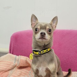 Adopt a dog:Taco/Chihuahua (Smooth Coat)/Male/2 - 5 years,Taco is 4-year-old Chihuahua. Taco may be small but has a huge personality! He will need time and space when meeting people, however once he trusts you he will happily be your best friend. Taco is looking for a quiet and calm adult only home and to be the only pet.