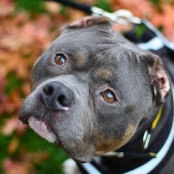 Adopt a dog:Blair/American Bully Pocket/Male/5 - 7 years,Blair is looking for his forever home where any children are 12+, who are comfortable and confident around dogs. He will need to be the only pet in the home but would benefit from owners who are willing to continue his socialisation with other dogs. As Blair has shown to struggle when being left, he will also need a home with minimal leaving hours and adopters who are committed to working on slowly building up his leaving hours following advice from our training team. He doesn't necessarily need his new home to have a garden however if they do it will need to be private and secure. Due to medical reasons he will also need a home that is either a ground floor flat or bungalow where he doesn't need to use stairs. He will also need adopters who are comfortable with a dog sleeping in the same bedroom.