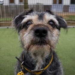 Max/Terrier (Border)/Male/8 + years,Max is a distinguished gentleman on the lookout for his new family. He is a fabulous boy who can live with children of a primary school age. He does have the potential to share his home with another calm-natured dog pending a mix at the centre. He will happily have walking doggy friends too.