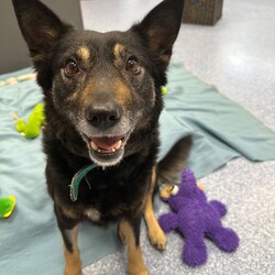 Jinx/Border Collie / Australian Kelpie/Female/5 Years 5 Months,Hi there! My name is Jinx, and I'm a beautiful female Border Collie. At 5 years and 5 months old, I'm full of life and ready to find my forever home. I'm looking for someone who works average hours and can provide a moderate lifestyle for me. I love to learn about life every day and need someone who can offer me this daily opportunity. While I'd prefer to be the only dog in the house, I have no known history of issues with other animals. I'm a good girl who would thrive in a quiet and calm household. I'm best suited for someone aged 15 or above who can match my energy and commitment to learning. Are you the one I've been waiting for? I can't wait to meet you and start our wonderful journey together. Adopt me, and let's make beautiful memories together. Requirements: