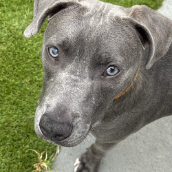 Bravo/American Staffordshire Terrier/Male/11 Months,Hi there, I'm Bravo! I'm a young Staffy, full of potential and still learning the ropes of life. I’m looking for a family who can be patient with me and understands that I’m still a bit nervous around new people. I will require a home with children 12 years plus, and ideally, they should be understanding of my need for personal space. I would love my own area where I can retreat to when I need some quiet time to recharge. I prefer passive interactions where I can approach things at my own pace whilst I gain confidence in my new home. It's really important that I meet everyone in the household before we make things official. I can still feel a little nervous around new people, so having a chance to get to know everyone will help me feel more comfortable. It’ll also be great if my new family understands when to give me space and how to communicate with me calmly. I’ve come a long way, but I’m still building confidence, so I need people who will be patient and consistent with me. Another must for me is a buddy—I'd love to go home with another dog! I’ve shown more confidence and curiosity about the world when I have a canine companion around, and it really helps me feel more secure. Plus, it’s just more fun that way! My new family will also need to be committed to ongoing training. Since I’m still young and still figuring things out, it would be amazing if they continue to work with me on building my confidence and teaching me new skills using positive reinforcement. I’m eager to learn, and with a little help, I’ll be the best companion you could ask for! Lots of love, Bravo xx -No children under 12 -Must meet all family -Must go home with another dog -Ongoing training -Indoor/outdoor access