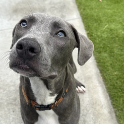 Bravo/American Staffordshire Terrier/Male/11 Months,Hi there, I'm Bravo! I'm a young Staffy, full of potential and still learning the ropes of life. I’m looking for a family who can be patient with me and understands that I’m still a bit nervous around new people. I will require a home with children 12 years plus, and ideally, they should be understanding of my need for personal space. I would love my own area where I can retreat to when I need some quiet time to recharge. I prefer passive interactions where I can approach things at my own pace whilst I gain confidence in my new home. It's really important that I meet everyone in the household before we make things official. I can still feel a little nervous around new people, so having a chance to get to know everyone will help me feel more comfortable. It’ll also be great if my new family understands when to give me space and how to communicate with me calmly. I’ve come a long way, but I’m still building confidence, so I need people who will be patient and consistent with me. Another must for me is a buddy—I'd love to go home with another dog! I’ve shown more confidence and curiosity about the world when I have a canine companion around, and it really helps me feel more secure. Plus, it’s just more fun that way! My new family will also need to be committed to ongoing training. Since I’m still young and still figuring things out, it would be amazing if they continue to work with me on building my confidence and teaching me new skills using positive reinforcement. I’m eager to learn, and with a little help, I’ll be the best companion you could ask for! Lots of love, Bravo xx -No children under 12 -Must meet all family -Must go home with another dog -Ongoing training -Indoor/outdoor access
