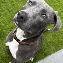Bravo/American Staffordshire Terrier/Male/11 Months,Hi there, I'm Bravo! I'm a young Staffy, full of potential and still learning the ropes of life. I’m looking for a family who can be patient with me and understands that I’m still a bit nervous around new people. I will require a home with children 12 years plus, and ideally, they should be understanding of my need for personal space. I would love my own area where I can retreat to when I need some quiet time to recharge. I prefer passive interactions where I can approach things at my own pace whilst I gain confidence in my new home. It's really important that I meet everyone in the household before we make things official. I can still feel a little nervous around new people, so having a chance to get to know everyone will help me feel more comfortable. It’ll also be great if my new family understands when to give me space and how to communicate with me calmly. I’ve come a long way, but I’m still building confidence, so I need people who will be patient and consistent with me. Another must for me is a buddy—I'd love to go home with another dog! I’ve shown more confidence and curiosity about the world when I have a canine companion around, and it really helps me feel more secure. Plus, it’s just more fun that way! My new family will also need to be committed to ongoing training. Since I’m still young and still figuring things out, it would be amazing if they continue to work with me on building my confidence and teaching me new skills using positive reinforcement. I’m eager to learn, and with a little help, I’ll be the best companion you could ask for! Lots of love, Bravo xx -No children under 12 -Must meet all family -Must go home with another dog -Ongoing training -Indoor/outdoor access