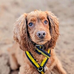Sylvester/Spaniel (Cocker)/Male/2 - 5 years,The gorgeous boy is Sylvester, he is a 2 year old Cocker Spaniel looking for his forever home. He is a typical busy spaniel and wants to be out and about sniffing and exploring the world around him. Sylvester could live with another dog in the home and does enjoy making dog friends out on walks, but tends to do his own thing. He can live with teenagers 14+ years old and can be left alone for a couple of hours a day, but would need mental stimulation during this time.