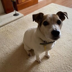 Archie/Terrier (Jack Russell)/Male/8 + years,Meet Archie our 13 year old Jack Russell Terrier who is looking for a calm and quiet home, ideally with his own garden. He can live with children over 14 years and will need to be the only pet in the home. He can be left for short periods once settled.