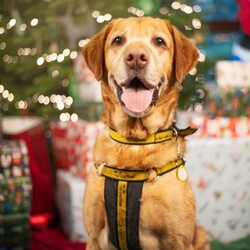 Mack/Retriever (Labrador)/Male/5 - 7 years,Mack is a wonderful older boy, but don't let that fool you he's still an active lad who LOVES to play! Mack has been with us for quite a while now, yet we still haven't found his pawfect match! He needs a home with adults only and minimal visitors as he can find meeting new people a little scary and overwhelmed. Once you're in Mack's circle of friends he loves bum scratches and playing endless games of fetch! In true labrador style he loves food and is learning lots of new things here, like how to wear his muzzle for walkies and adventures, this is because he can struggle when there is lots going on and is overwhelmed by joggers and cyclists. Mack has been in a home for a short period, where he was perfectly housetrained however he may need a little refresher as he settles in to home life again. He was also happy to be left for a few hours, however this would need gradually building back up again as it's been a little while since he's been in a home. Mack's ideal forever family would have a keen interest in training and be able to help continue his education. He can become vocal around other dogs, but is slowly learning how to share walks with calm and polite doggy friends. Mack must have his own secure garden, this is so he has a safe space where he can play, zoom and explore without having to worry about the outside world.