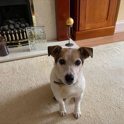 Archie/Terrier (Jack Russell)/Male/8 + years,Meet Archie our 13 year old Jack Russell Terrier who is looking for a calm and quiet home, ideally with his own garden. He can live with children over 14 years and will need to be the only pet in the home. He can be left for short periods once settled.
