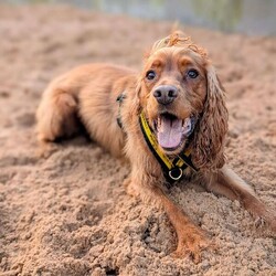 Sylvester/Spaniel (Cocker)/Male/2 - 5 years,The gorgeous boy is Sylvester, he is a 2 year old Cocker Spaniel looking for his forever home. He is a typical busy spaniel and wants to be out and about sniffing and exploring the world around him. Sylvester could live with another dog in the home and does enjoy making dog friends out on walks, but tends to do his own thing. He can live with teenagers 14+ years old and can be left alone for a couple of hours a day, but would need mental stimulation during this time.