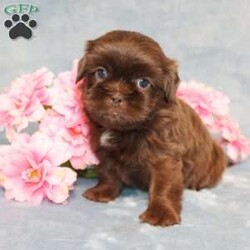 Mallard/Shih Tzu									Puppy/Male																/9 Weeks,Meet Mallard a solid chocolate one-of-a-kind AKC Shih Tzu puppy who is 100% genetically clear and already started on potty training and crate training!  This pup will be small as an adult since the parents who are pictured here are only 9lbs & 10lbs. This pup is up to date on shots and dewormer and vet checked and well socialized with children, teens, adults, and other puppies and comes with 30 days of free pet insurance to most buyers! We offer the option for  a 1 Year Genetic Health Guarantee! This puppy can have limited AKC or ACA papers and be microchipped for an extra fee!
