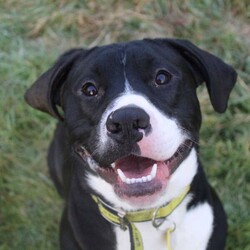Adopt a dog:Dougie/Terrier (Staffordshire Bull)/Male/1 - 2 years,Dougie is a sweet 1 year old Staffie who is lots of fun! He can find some situations a little overwhelming so does need a patient and understanding home, especially whilst he is settling in. Dougie can make dog friends but would be best suited to being the only dog in the home at the moment. This super Staffie is full of energy and loves to play and would love an active home. He also isn't used to being left by himself so would love to have someone at home for most of the day, and any time that he is left alone to be built up very gradually over time.