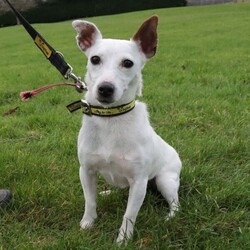 Dot/Terrier (Jack Russell) Cross/Female/2 - 5 years,Dot is a dainty darling who is looking for a quiet, adult-only home. She is friendly but does need a family who will follow a hands-off approach as she can find handling overwhelming. Dot can live with another dog though she will need one that will respect her space, especially at first. Once she’s comfortable she will start to play though!