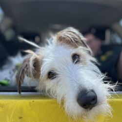 Adopt a dog:Marshmallow/Lurcher/Male/2 - 5 years,Marshmallow has lived a sheltered life, so is looking for a family willing to provide him with plenty of TLC and that have the patience to allow him to settle in at his own pace. He may find life a little overwhelming at times, but he is  gradually learning all the tools to help him take things in his stride. What you would get in return is a fun loving, handsome, cheeky boy, who will be sure to put a smile on your face everyday!