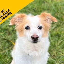Baxter/Terrier (Jack Russell) Cross/Male/8 + years,Baxter is a sweet senior chap who is seeking a calm, adult-only home where he can take his time adjusting to his new surroundings. He was found as a stray, so his past is a bit of a mystery, but one thing is clear – he’s ready to find a family who can offer him the patience and stability he deserves. He can be a timid boy when it comes to strangers, especially when they approach his indoor safe space, so he would prefer minimal visitors to the home. Baxter is most comfortable meeting new people on walks, where he feels safer and more in control of the situation. While he enjoys saying hello to other dogs on his walks, we have limited information on Baxter’s history with other animals, and he will need to be the only pet in the household. This will also ensure he receives the undivided attention he needs while continuing to learn about life in a home. When it comes to car travel, Baxter is still learning to feel comfortable. He’s not yet used to long trips but is willing to get in the car, so this will need to be built up gradually. Though Baxter struggles with being left alone, he shows promise in adjusting with time and consistency. He’ll need his new family to gradually build his comfort level with being left alone once he feels fully settled.