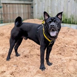 Rocco/Crossbreed/Male/6 - 12 months,This gorgeous boy is Rocco. He is a 9 month old Crossbreed looking for his forever home. He can live with anther dog, pending a successful meet at the centre and can live with children 11+ years old, as long as they are confident with big dogs. Rocco is lacking in confidence a little bit in kennels and therefore can be initially a little worried meeting new people but does get over it quite quickly. He can be left alone for a couple of hours and is already housetrained!