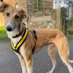 Baron/Saluki Cross/Male/6 - 12 months,As Baron is still young, he will need ongoing basic training, so a household happy to focus on this would be best suited. Baron LOVES his walks out and adventures, so he would be the best companion for somebody who is active day to day. Children of secondary school age would be best suited for Baron at this stage.