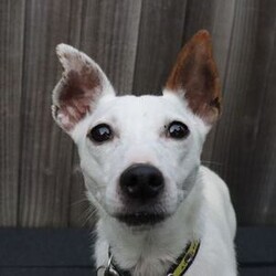Dot/Terrier (Jack Russell) Cross/Female/2 - 5 years,Dot is a dainty darling who is looking for a quiet, adult-only home. She is friendly but does need a family who will follow a hands-off approach as she can find handling overwhelming. Dot can live with another dog though she will need one that will respect her space, especially at first. Once she’s comfortable she will start to play though!