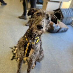 Adopt a dog:Thunder/Deerhound/Male/2 - 5 years,Thunder is now looking for his forever home. He can live with older teens of 14 plus who are used to large dogs and must be the only pet in the home. This cutie came to us through no fault of his own, and has been a really good boy in his foster home but can be nervous of new people coming in and has growled, so will need slow introductions. He like's to be out and about and travels well in the car. Any leaving time will need to be built up slowly over time until he is confident and settled with his new family. Thunder will need a private secure garden as he is not totally comfortable around other dog