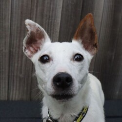 Dot/Terrier (Jack Russell) Cross/Female/2 - 5 years,Dot is a dainty darling who is looking for a quiet, adult-only home. She is friendly but does need a family who will follow a hands-off approach as she can find handling overwhelming. Dot can live with another dog though she will need one that will respect her space, especially at first. Once she’s comfortable she will start to play though!