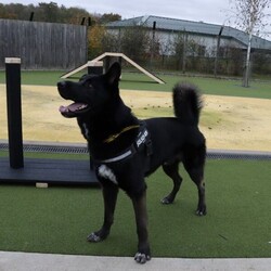 Pablo/German Shepherd Dog Cross/Male/1 - 2 years,Pablo is a sweet-natured boy who absolutely loves his humans. He’s friendly but also a large, strong, high-energy lad, so is looking for an adult-only home with no visiting children to set him up for success! He can live with another dog, pending a successful mix at the centre prior to rehoming. Pablo has previously lived with cats and could do so again given appropriate, gradual introductions.