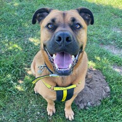 Snoops/Crossbreed/Male/5 - 7 years,Snoops is a very cute 6 yr old crossbreed who is on the lookout for a new forever home. His dream-come-true home would be a quieter location, and a quiet home life. He would like his own secure garden to enjoy and potter about in with his new family. He would like to be the only pet in the home, and can live with children 12 years and above. Snoops will need to be kept on lead and muzzled when out an about as he can be unsure around other dogs. He has started his muzzle training and has been getting on really well with this. Snoops would love to find someone who is home for the majority of the day whilst he's settling in then he can be built up to more once he's settled. If you are matched with Snoop's, you will need to visit him regularly at the centre for Snoop's to show you his true lovable side.