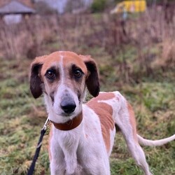 Adopt a dog:Duke/Lurcher Cross/Male/2 - 5 years,Once settled, Duke could be left for a few hours, but this will need to be built up over time, so a home that can accommodate this would be best. This lovely boy has been enjoying sofa life in his foster home and would also love to have a little garden to potter in when he is not out on an afternoon stroll. He travels well in the car and has been a lovely boy whilst in foster.