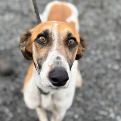 Adopt a dog:Duke/Lurcher Cross/Male/2 - 5 years,Once settled, Duke could be left for a few hours, but this will need to be built up over time, so a home that can accommodate this would be best. This lovely boy has been enjoying sofa life in his foster home and would also love to have a little garden to potter in when he is not out on an afternoon stroll. He travels well in the car and has been a lovely boy whilst in foster.