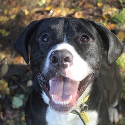 Adopt a dog:Dougie/Terrier (Staffordshire Bull)/Male/1 - 2 years,Dougie is a sweet 1 year old Staffie who is lots of fun! He can find some situations a little overwhelming so does need a patient and understanding home, especially whilst he is settling in. Dougie can make dog friends but would be best suited to being the only dog in the home at the moment. This super Staffie is full of energy and loves to play and would love an active home. He also isn't used to being left by himself so would love to have someone at home for most of the day, and any time that he is left alone to be built up very gradually over time.
