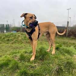 Diesel/Crossbreed/Male/1 - 2 years,Meet Diesel. He is a very handsome 2 year old Crossbreed looking for his forever home. Diesel is looking for an adult only home with minimal visitors as he is a little worried by strangers. Diesel's time home alone will need to be built up slowly as he settles back into home life. Despite his size, he walks really well on lead and once he knows you, he loves cuddles on the sofa with his people. He is unable to live with another dog in the home but he does enjoy making dog friends on walks, especially if they are calmer.