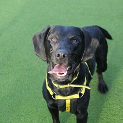 Adopt a dog:Cracker/Retriever (Labrador) Cross/Male/1 - 2 years,Cracker is a 1 year old Lab x Cocker Spaniel and, well, he is a wee Cracker! He is full of beans and would love an active family who can take him hiking and keep his brain busy! He's looking to have direct access into a secure garden, with a 6ft minimum fence. Cracker loves to play with other dogs and would be able to share his home with another dog. He is looking to continue his basic training with his new family but has a few tricks up his sleeve already and he is super playful!