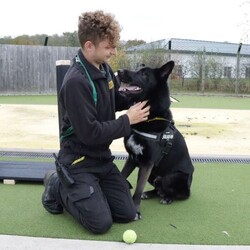 Pablo/German Shepherd Dog Cross/Male/1 - 2 years,Pablo is a sweet-natured boy who absolutely loves his humans. He’s friendly but also a large, strong, high-energy lad, so is looking for an adult-only home with no visiting children to set him up for success! He can live with another dog, pending a successful mix at the centre prior to rehoming. Pablo has previously lived with cats and could do so again given appropriate, gradual introductions.
