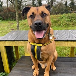 Snoops/Crossbreed/Male/5 - 7 years,Snoops is a very cute 6 yr old crossbreed who is on the lookout for a new forever home. His dream-come-true home would be a quieter location, and a quiet home life. He would like his own secure garden to enjoy and potter about in with his new family. He would like to be the only pet in the home, and can live with children 12 years and above. Snoops will need to be kept on lead and muzzled when out an about as he can be unsure around other dogs. He has started his muzzle training and has been getting on really well with this. Snoops would love to find someone who is home for the majority of the day whilst he's settling in then he can be built up to more once he's settled. If you are matched with Snoop's, you will need to visit him regularly at the centre for Snoop's to show you his true lovable side.