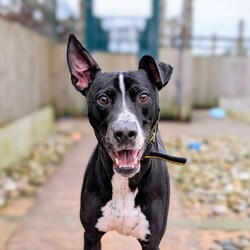 Logan/Lurcher/Male/2 - 5 years,Meet Logan, he is a 4.5 year old Lurcher looking for his new, forever home. He is unable to live with another dog as he does need some work on his social skills with them. He can live with children 11+ years old, as long as they are confident with bigger, bouncy dogs. Logan loves to play and is very friendly with everyone he meets. He has previously been left alone for a couple of hours throughout the day and therefore can be in his new home, once he has settled in.
