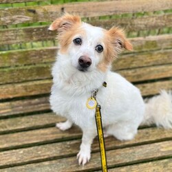 Baxter/Terrier (Jack Russell) Cross/Male/8 + years,Baxter is a sweet senior chap who is seeking a calm, adult-only home where he can take his time adjusting to his new surroundings. He was found as a stray, so his past is a bit of a mystery, but one thing is clear – he’s ready to find a family who can offer him the patience and stability he deserves. He can be a timid boy when it comes to strangers, especially when they approach his indoor safe space, so he would prefer minimal visitors to the home. Baxter is most comfortable meeting new people on walks, where he feels safer and more in control of the situation. While he enjoys saying hello to other dogs on his walks, we have limited information on Baxter’s history with other animals, and he will need to be the only pet in the household. This will also ensure he receives the undivided attention he needs while continuing to learn about life in a home. When it comes to car travel, Baxter is still learning to feel comfortable. He’s not yet used to long trips but is willing to get in the car, so this will need to be built up gradually. Though Baxter struggles with being left alone, he shows promise in adjusting with time and consistency. He’ll need his new family to gradually build his comfort level with being left alone once he feels fully settled.