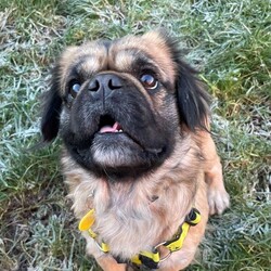 Groot/Spaniel (Tibetan) Cross/Male/2 - 5 years,Groot is looking for a home where he is the only dog however he would love to continue socialising on walks. He can live with children aged 8+, as he’s a super friendly boy and would also love a family that is around during the day whilst he’s settling in.