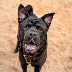 Rocco/Crossbreed/Male/6 - 12 months,This gorgeous boy is Rocco. He is a 9 month old Crossbreed looking for his forever home. He can live with anther dog, pending a successful meet at the centre and can live with children 11+ years old, as long as they are confident with big dogs. Rocco is lacking in confidence a little bit in kennels and therefore can be initially a little worried meeting new people but does get over it quite quickly. He can be left alone for a couple of hours and is already housetrained!