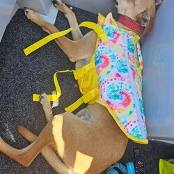 Matey/Australian Kelpie/Male/1 Year 10 Months,Ahoy there! My name's Matey, a 1-year-and-7-month-old Australian Kelpie full of energy and spirit. Sadly I have spent the last year in care and am about to spend my second Christmas without a home or family to love and adore me. I have recently spend some time in foster care and loved having a family of my very own, it has made me realise exactly what I am missing. I'm a guy who loves to be active and on the go, so a high-energy lifestyle suits me best. I'm looking for a human who's home most of the time, as I'm a bit of a social butterfly and I love company. Now, I'm not one for small talk – or small pets, for that matter. I'd do best in a single-dog household with no small pets around. I have gained some life skills while I have been out in foster and have learned what a home is like and what my humans need from me, I would do best with a guardian who has experience with training dogs as I still have much to learn, but don't stress I am a smart boy who loves to please and learn. If you're someone who's 15 years or older and can provide me with the love and patience I need, then I promise to be your loyal companion in all your adventures. Come say Ahoy to me, Matey, your potential new best friend! I've got my paw ready to shake on our future together. If you are interested in giving this wonderful pet a home, please CLICK HERE to visit our website and complete an expression of interest. 