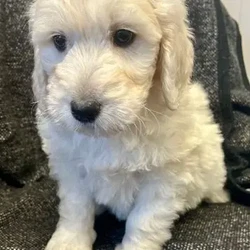 F1 golden doodle puppies for loving homes /Goldendoodle/3 male / 3 female/9 weeks, 6 days,I have the most wonderful litter of goldendoodles. In pics boys have bow tie girls don’t . Mum is a loving fantastic dna health tested standard poodle . Dad a fantastic golden retriever bred from health tested parents. Our puppies are confident healthy bouncy bundles of fluff ( like wee polar bears) they leave us with there first vaccination . Kennel cough vaccination. Vet health check letter and microchip transfer instructions. They also leave with sales contract and three kg of their puppy food . As a licensed breeder am always at the end of the phone for after care advice . You can check out my five star reviews on my Facebook page at old toll dog grooming and breeding services . We also offer discount to our new puppy owners in our licensed boarding kennels and groomers if ever needed . Viewing is welcome by appointment by calling or what’s app no time wasters please we’re very busy all the time and don’t have time for sending thousands of pics ;-)