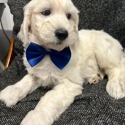 F1 golden doodle puppies for loving homes /Goldendoodle/3 male / 3 female/9 weeks, 6 days,I have the most wonderful litter of goldendoodles. In pics boys have bow tie girls don’t . Mum is a loving fantastic dna health tested standard poodle . Dad a fantastic golden retriever bred from health tested parents. Our puppies are confident healthy bouncy bundles of fluff ( like wee polar bears) they leave us with there first vaccination . Kennel cough vaccination. Vet health check letter and microchip transfer instructions. They also leave with sales contract and three kg of their puppy food . As a licensed breeder am always at the end of the phone for after care advice . You can check out my five star reviews on my Facebook page at old toll dog grooming and breeding services . We also offer discount to our new puppy owners in our licensed boarding kennels and groomers if ever needed . Viewing is welcome by appointment by calling or what’s app no time wasters please we’re very busy all the time and don’t have time for sending thousands of pics ;-)