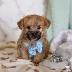 Chance/Morkie / Yorktese									Puppy/Male																/7 Weeks,Meet Chance! If you are looking for a puppy with lots of love and playful energy, you are definitely at the right place. This baby will love being by your side all day. The Morkie is a delightful small breed that is a cross between a Maltese and a Yorkshire Terrier. They tend to adapt well to different activity levels and are content with indoor playtime as long as they receive sufficient attention and stimulation. You will fall in love with this sweet baby the minute you see him!