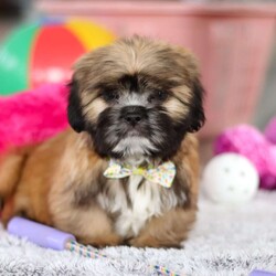 Justin/Lhasa Apso									Puppy/Male																/10 Weeks,Meet Justin he is the most adorable Lhasa Apso pup with a heart as big as his fluffy coat! This little bundle of joy is ready to bring love, laughter, and endless cuddles to your home. With his bright, expressive eyes and charming personality, he is guaranteed to win your heart in no time. Lhasas are known for their loyalty and intelligence, making them the perfect companions for families or individuals alike. Justin absolutely loves attention and will happily follow you wherever you go, always ready for snuggles or a fun game. Spend a little time with Justin, and you’ll find a best friend!