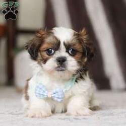 Alfie/Shih Tzu									Puppy/Male																/6 Weeks,Meet Alfie, the most adorable little AKC Shih Tzu you will ever meet! This precious puppy has the softest, most luxurious coat and the sweetest features that are sure to melt your heart. He is ready to bring joy and companionship to his forever family. With his cheerful personality and loving nature, He’s been showered with love and attention since birth, making him incredibly social and adaptable. When Alfie joins your family, he’ll adjust quickly to your home and lifestyle, bringing endless smiles along the way.