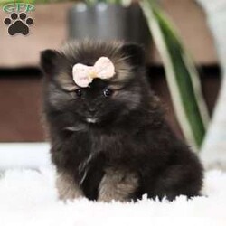 Belle/Pomeranian									Puppy/Female														/9 Weeks,Meet the fluffiest bundle of joy you’ve ever seen—a precious Pomeranian puppy named Belle who is ready to charm her way into your heart! With a cloud-like coat of soft, plush fur and sparkling eyes full of curiosity, this little one is as adorable as they are playful. Whether they’re bouncing around with her tiny paws or cuddling up in your lap, she is sure to fill your days with love and laughter.