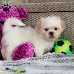 Archy/Lhasa Apso									Puppy/Male																/8 Weeks,Meet Archy he is the most adorable ACA Lhasa Apso pup with a heart as big as his fluffy coat! This little bundle of joy is ready to bring love, laughter, and endless cuddles to your home. With his bright, expressive eyes and charming personality, Archy is guaranteed to win your heart in no time. Lhasas are known for their loyalty and intelligence, making them the perfect companions for families or individuals alike. Archy absolutely loves attention and will happily follow you wherever you go, always ready for snuggles or a fun game. Spend a little time with Archy, and you’ll find a best friend!