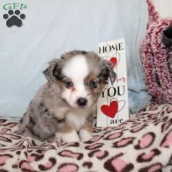 Lexie/Miniature Australian Shepherd									Puppy/Female														/7 Weeks,Say hello to this adorable Miniature Australian Shepherd puppy who loves attention! This sweetie pie comes up to date on shots and dewormer and will be vet checked before going home. This beautiful pup is so sweet like the mother Violet and is already smart like the sire Luke! If you are seeking a pup who would be fun to train contact us today! 